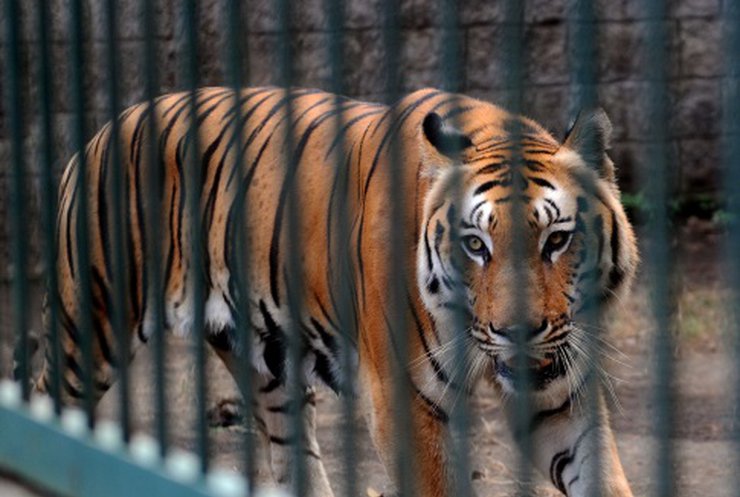 Животных беглого экс-министра Клименко приютил частный зоопарк