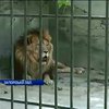 Диких тварин екс-міністра Клименка прийняли у приватному зоопарку