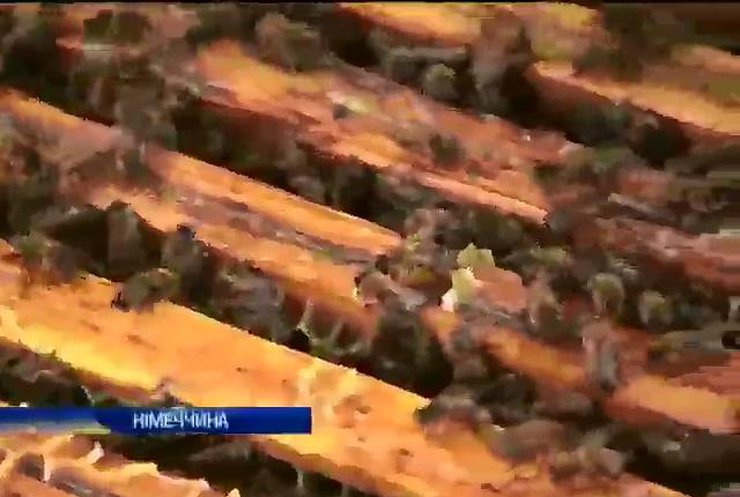 У Гамбурзі екологи досліджують мед з пасік на аеородромі