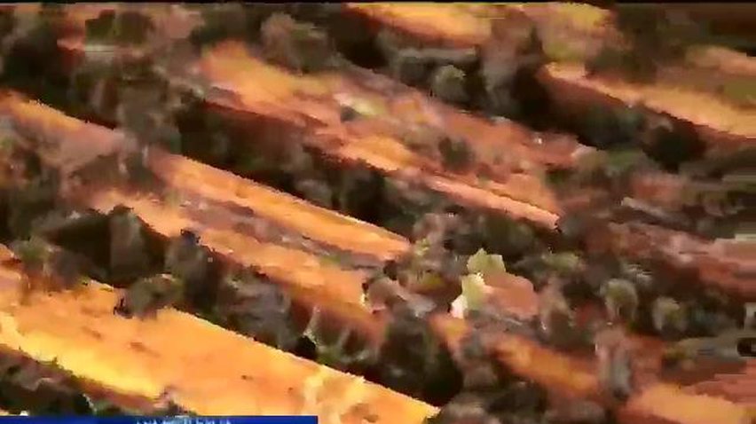 У Гамбурзі екологи досліджують мед з пасік на аеородромі