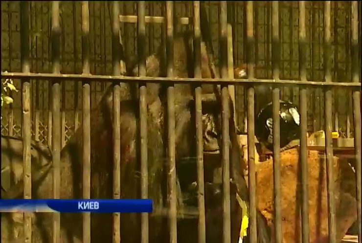 Столичный зоопарк отмечает день рождения гориллы Тони (видео)