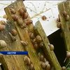 У Відні равликів вирощують на великій екологічній фермі (відео)