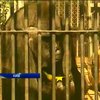 У зоопарку Києва відсвяткували 40-й ювілей горили-довгожителя