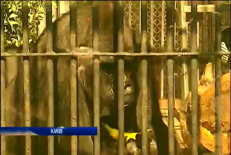 У зоопарку Києва відсвяткували 40-й ювілей горили-довгожителя