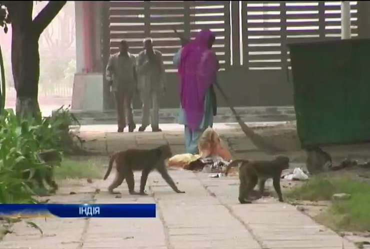 Мавп, які тероризують Делі, відлякують криком