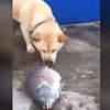 Собака из Тайланда отчаянно пыталась спасти рыбу (видео)