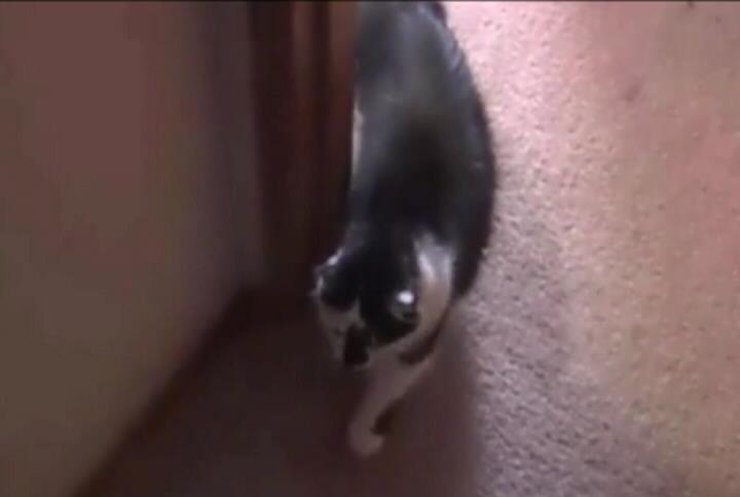 Оскаженілий кіт кілька годин не випускав жінок зі спальні (відео)