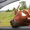 В Казахстане корову запихнули в "Запорожец" и прокатили (видео)