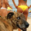 В Італії на собачому пляжі рятують домашніх улюбленців від спеки (відео)