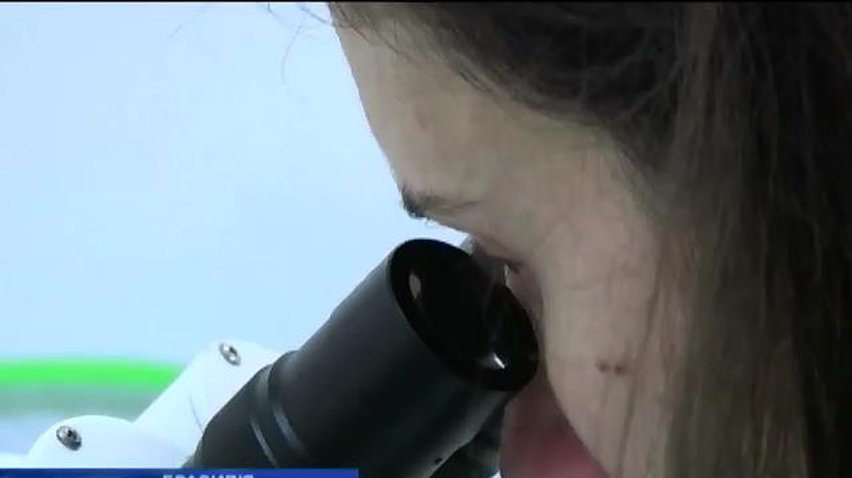 Комарі із ГМО захистять людей від небезпечного вірусу
