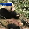 Мир в кадре: в Китае панда симулировала беременность ради булочек