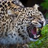 56-річна жінка перемогла у двобої з леопардом