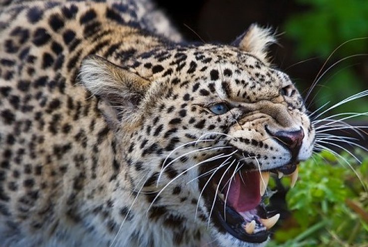 56-річна жінка перемогла у двобої з леопардом