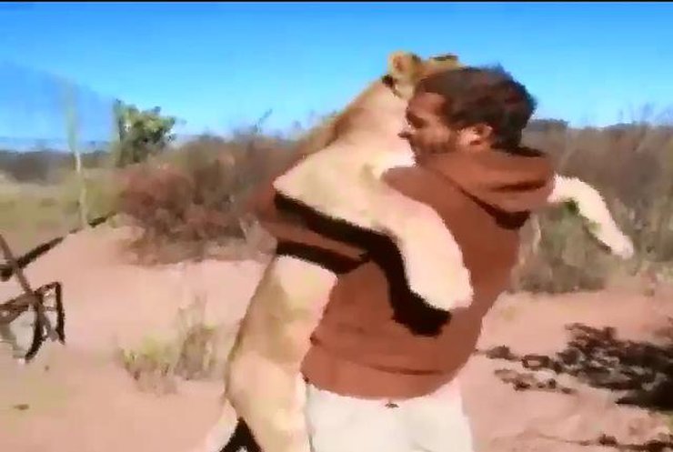 Благодарная львица обняла своего спасителя (видео)