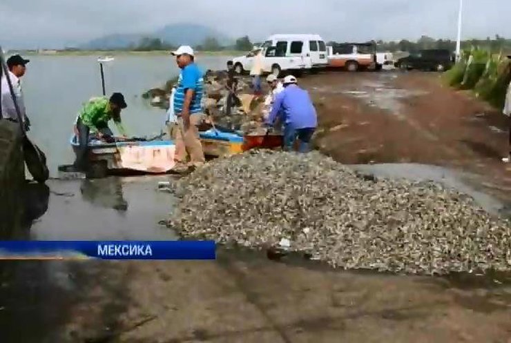 У Мексиці через забруднення озера загинуло 50 тон риби