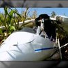 Авіакатастрофа на Чернігівщині забрала життя пілота (відео)