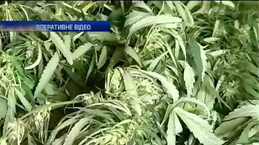 На Сумщині пенсіонерку затримали з коноплею, рушницею та канарейками