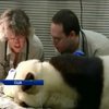 Панда з американського зоопарку - постійний пацієнт стоматолога