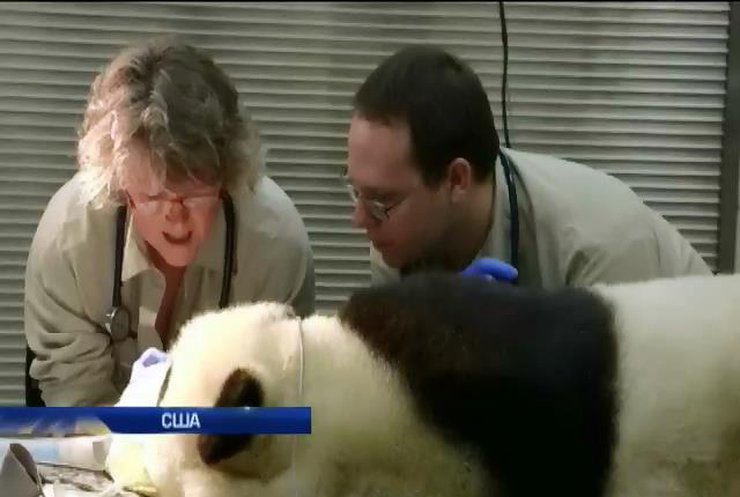 Панда з американського зоопарку - постійний пацієнт стоматолога