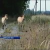 В село Дитятки забрели коні Пржевальського з Чорнобиля (відео)