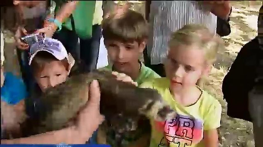 Киевляне рассказали на кого из зверей похожи украинские политики