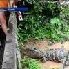 Мир в кадре: в Таиланде пенсионерка покормила собой крокодилов