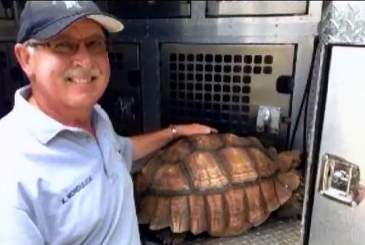 Черепаха Бульдозер влаштувала затор на трасі у Флориді
