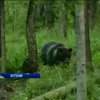 В Естонії влаштовують екскурсії до бурого ведмедя