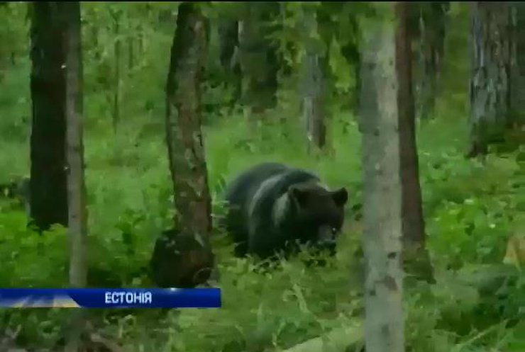 В Естонії влаштовують екскурсії до бурого ведмедя