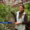 Введення сухого закону у Чернівцях відклали до наступного року