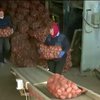 Раненым украинским военным подарили 50 тонн картошки