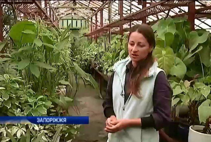 Негода в Україні ледве не згубила екзотичні рослини в Запоріжжі (відео)