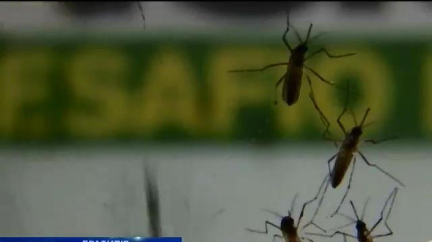 В Бразилії з лихоманкою денге боротимуться генетично-модифікованими комарами