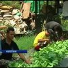 На Філіппінах вирощують городину на дахах будинків