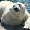 Для геев готовят симулятор свиданий с медведем (фото)