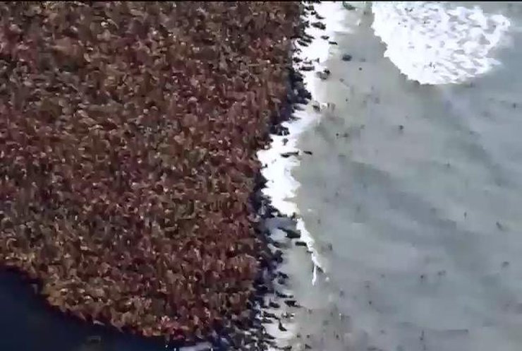 Тисячі моржів заполонили узбережжя Аляски