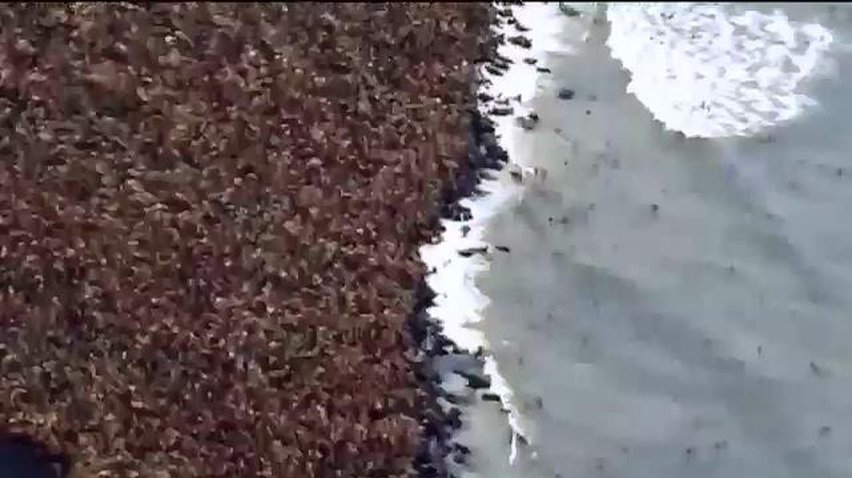 Тисячі моржів заполонили узбережжя Аляски