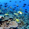 В Тихом океане создан крупнейший в мире водный заповедник (фото)