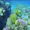 Штучні корали врятують Великоий Бар'єрний риф від вуглексилого газу (відео)