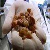 Світ у кадрі: Учені тестують препарат від раку, який виготовляють з рідкісної ягоди