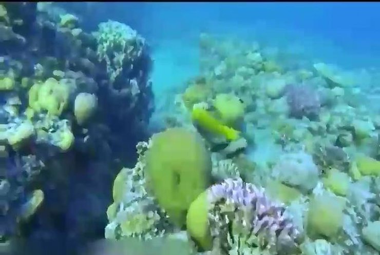 Штучні корали врятують Великоий Бар'єрний риф від вуглексилого газу (відео)