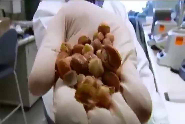 Світ у кадрі: Учені тестують препарат від раку, який виготовляють з рідкісної ягоди