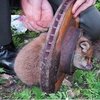 В России прохожие спасли лисенка-обжору из капкана