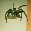 Гигантский паук сожрал живую ящерицу ночью в квартире (видео)