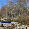 Старателі бурштину знищують ліси на Рівненщині (відео)