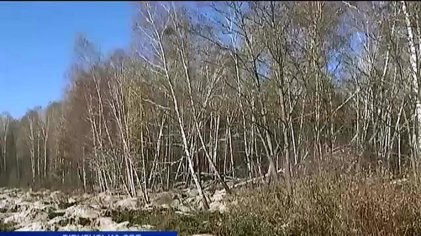 Старателі бурштину знищують ліси на Рівненщині (відео)