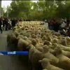 В Іспанії розпочалася традиційна міграція тисячі овець