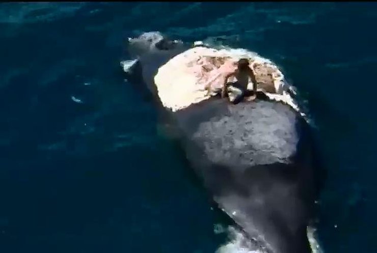 Австралієць прокатався верхи на мертвому киті (відео)