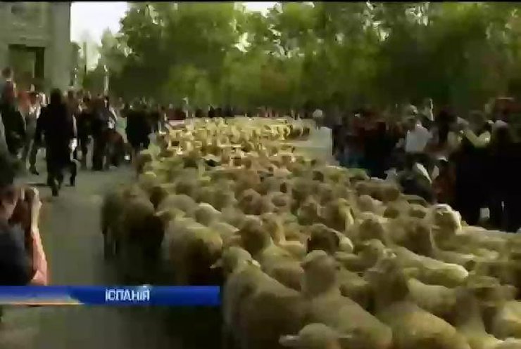 В Іспанії розпочалася традиційна міграція тисячі овець