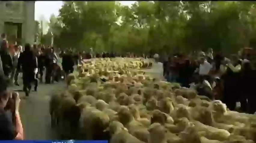В Іспанії розпочалася традиційна міграція тисячі овець